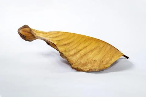 Dead Dry leaf isolated on white background autumn leaves Stock Illustration