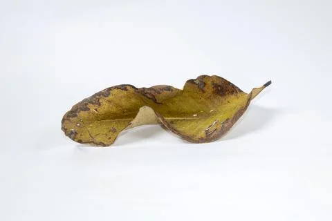 Dead Dry leaf isolated on white background autumn leaves Stock Illustration