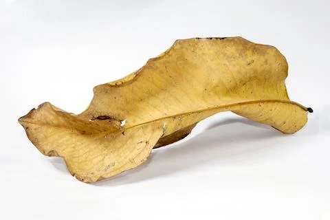 Dead Dry leaf isolated on white background autumn leaves Stock Illustration