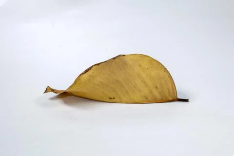 Dead Dry leaf isolated on white background autumn leaves Stock Illustration