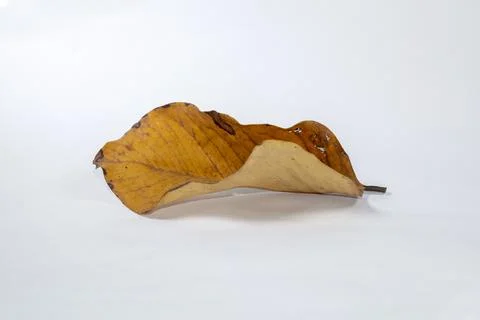 Dead Dry leaf isolated on white background autumn leaves Stock Illustration