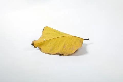 Dead Dry leaf isolated on white background autumn leaves Stock Illustration