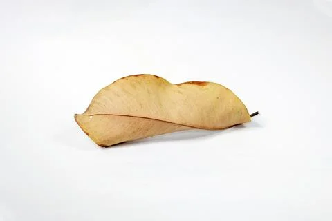 Dead Dry leaf isolated on white background autumn leaves Stock Illustration