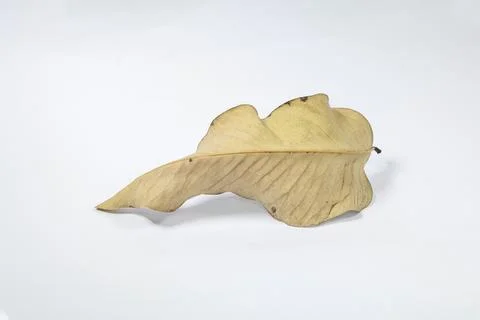 Dead Dry leaf isolated on white background autumn leaves Stock Illustration