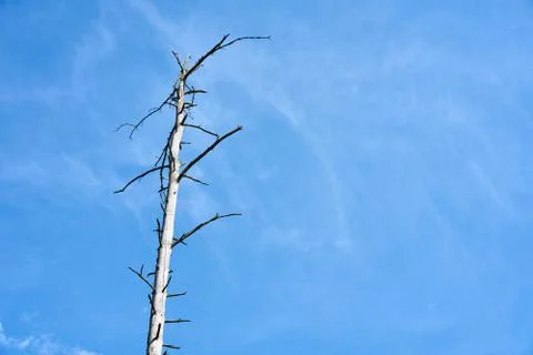 Dead dry tree on a background of clear sky Stock Photos