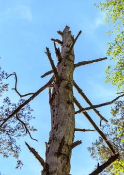 Dead dry tree in forest and blue sky Stock Photos
