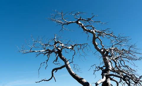Dead dry tree with leafless branches against blue clear sky. Foto stock