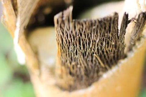 Dead dry tree Stock Photos
