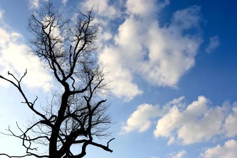 Dead dry tree on sky background Stock Photos