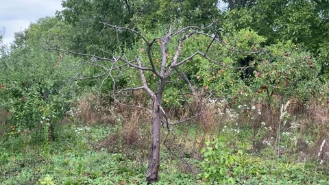 Dead Dry Tree Standing Among Lush Green Vegetation Creating Strong Contrast Stock Footage 345182019