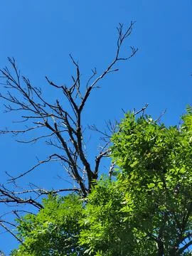Dead dry tree standing beside living green tree under sky Stock Photos