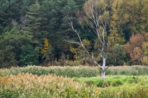 Dead dry tree standing in front of a lush autumn forest Stock Photos