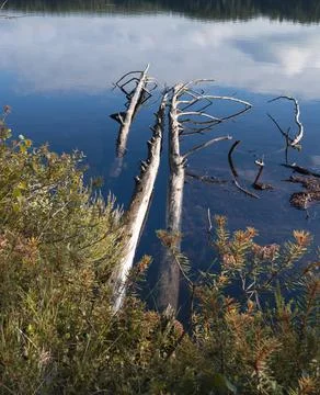 Dead dry tree trunks in the lake Foto stock
