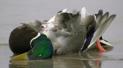 Dead Duck on the Beach - Baltic Sea, Northern Germany Stock Footage 25136491