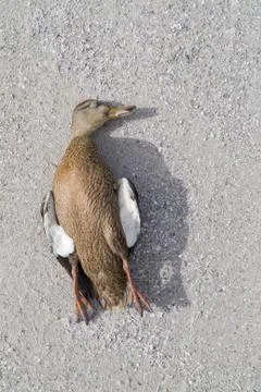 Dead duck bird Stock Photos
