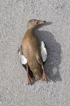 Dead, duck Stock Photos