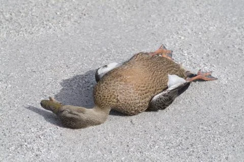Dead, duck Stock Photos