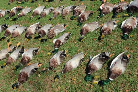 Dead ducks Foto stock