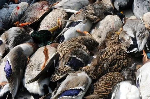 Dead ducks Foto stock