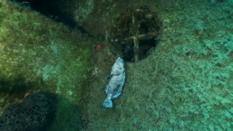 Dead Dusky Grouper hanging from lost fishing tackle on a shipwreck Zenobia Stock Footage 159059704