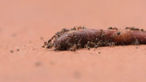 Dead earthling devoured by ants, predators in nature, selective focus, camera mo Stock Footage 246013921