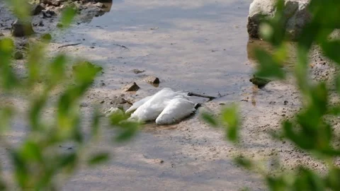 Dead Egret in the Mud Stock Footage 305956541