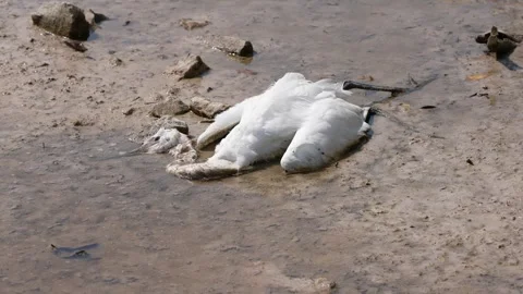 Dead Egret on Muddy Ground Stock Footage 305956546
