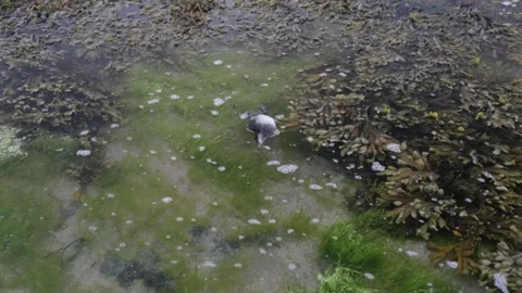 A dead Eider duck chick floats in a rock pool. Northumberland. UK. Stock Footage 266486143