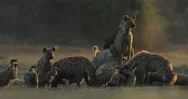 Dead Elephant. Africa Wildlife. Spotted Hyena, Crocuta Crocuta, Pack With Elepha Stock Footage