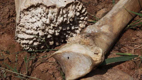 Dead Elephant Bones - Elephant Killed by poachers Stock Footage 138145319