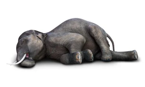 Dead elephant isolated Stock Photos