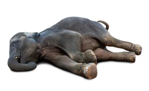 Dead elephant isolated Stock Photos