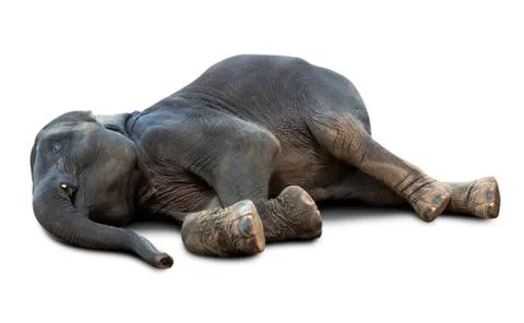 Dead elephant isolated Stock Photos