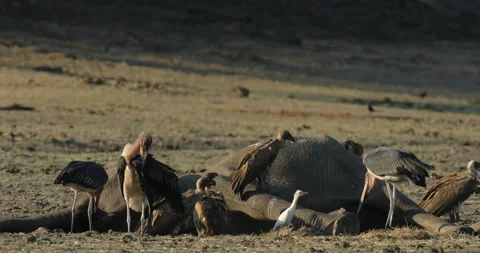 Dead elephant with vultures, bird behaviour in the nature. Elephant carcass in d Stock-Footage 164731117