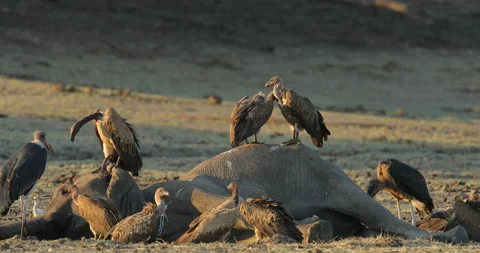 Dead elephant with vultures, bird behaviour in the nature. Elephant carcass in d Stock Footage 164731416