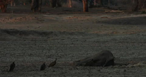 Dead elephant with vultures, bird behaviour in the nature. Elephant carcass in d Stock Footage 164744828