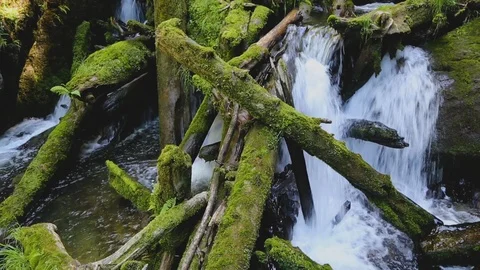 Dead end on the taiga trail 스톡 동영상 104126658