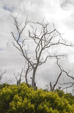 Dead eucalypts trees against cloudy sky Stock Photos