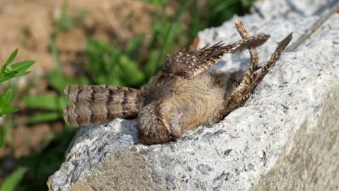 Dead Eurasian wryneck. Light breeze shakes the feathers of a dead bird Stock Footage 95646323