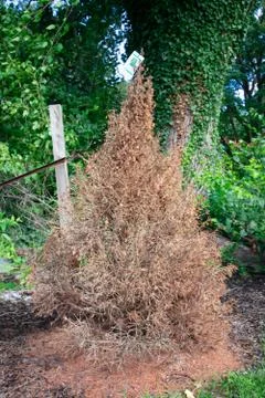 A Dead Evergreen Tree Covered in Brown Needles Stock Photos