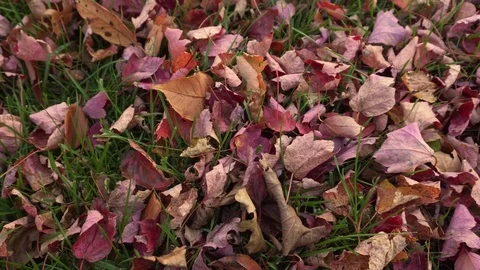 Dead Fall Leaves Stock Footage 71495324
