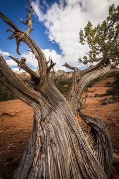 Dead Fall Foto stock