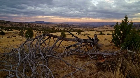 Dead fallen dry western juniper snag at sunset Stock Footage 82001168