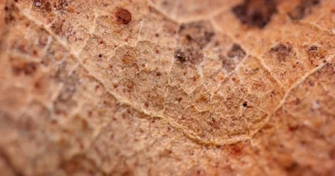 Dead Fallen Leaf in Extreme Closeup Stock Footage 140623578
