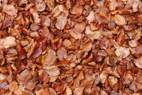Dead fallen leaves background Stock Photos