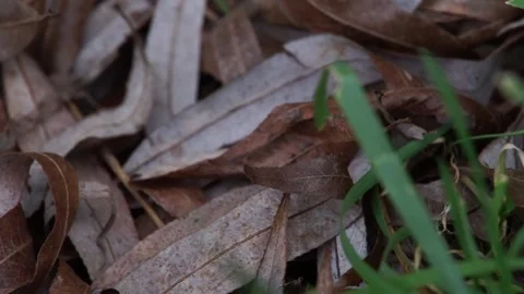 Dead fallen leaves on ground with flickering grass Stock Footage 234768640