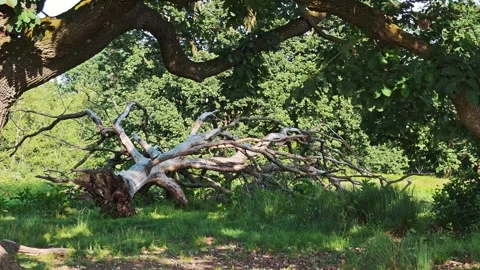 Dead fallen oak tree with spreading branches among lush summer greenery Stock Footage 336087124