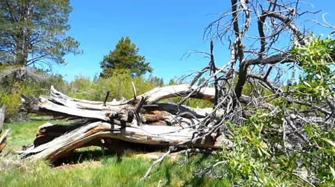 Dead Fallen Tree Видео 39385643