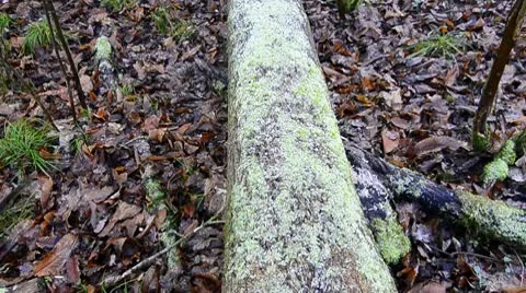 Dead fallen tree in Forest Video stock 10709501