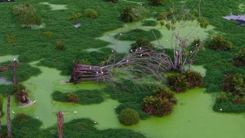 Dead fallen tree in lush green swamp with moss and water pond landscape Stock Footage 339825358